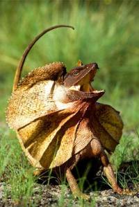 frilled-lizard