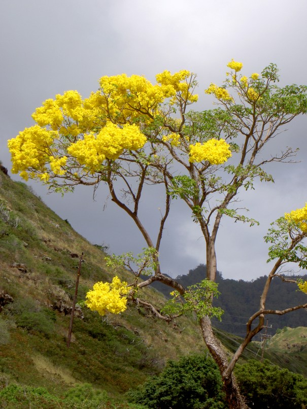 Praise, the Gold Tree and me | A Moment with God