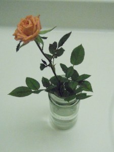 miniture rose