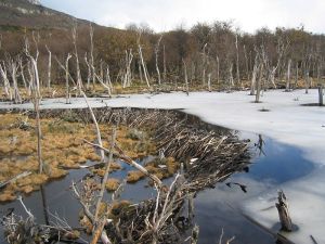 800px-Beaver_dam_in_Tierra_del_Fuego