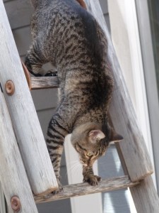 Getting Out is harder