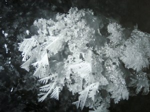 A photo of frost flowers grown in a lab