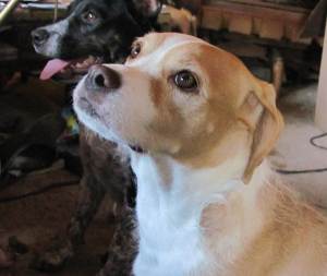 One of Bea Burglund's adoring dogs