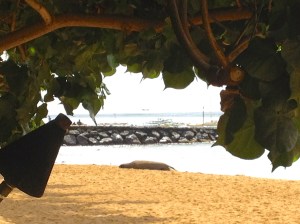 A Monk Seal on San Souci Beach at the east end of Waikik