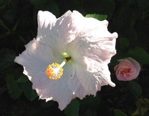 a fully extended hibiscus with a bud behind it