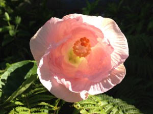A hibiscus in the process of unfurling