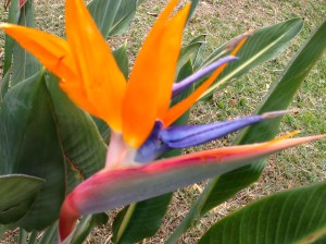 A Bird of Paradise Flower carefully cropped to remove dead blooms from the photo