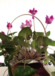Cyclamen still blooming after months in its pot