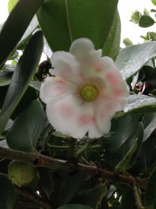 The flower of the autograph tree . . . in a light drizzle.