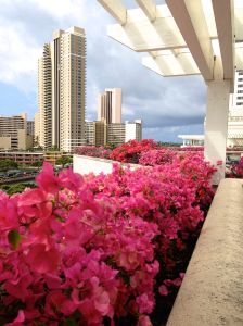 Overlooking the bougainvillea at the Honolulu Convention Center