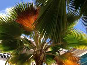Aging Palm Fronds -- golden in the sunlight 