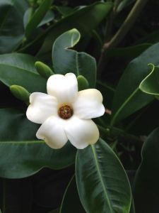 Close up of a puakenikeni blossom