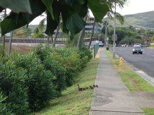 Mama Duck and ducklings