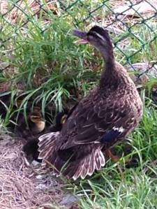 Distressed Mama Duck