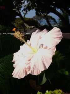 A hibiscus in June's backyard