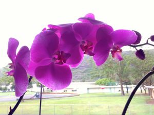an orchid on a rainy Palm Sunday