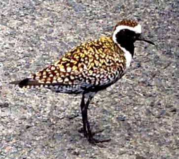 a Kolea in Longs parking lot