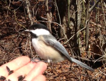 A Chickadee eating sunflower seeds out of my hand in the Beech Forest