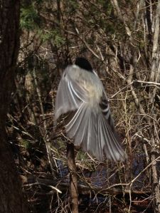 a chickadee flying away from eating out of my hand 