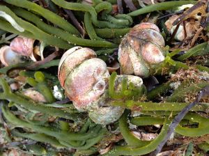 kelp and shells at low tide