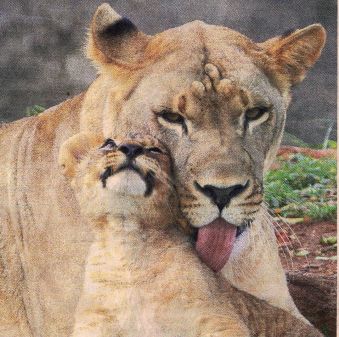 Mother lion with one of her three cubs at the Honolulu Zoo