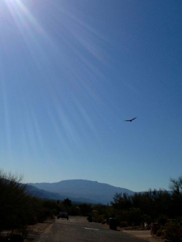 a bird in flight in the sunlight