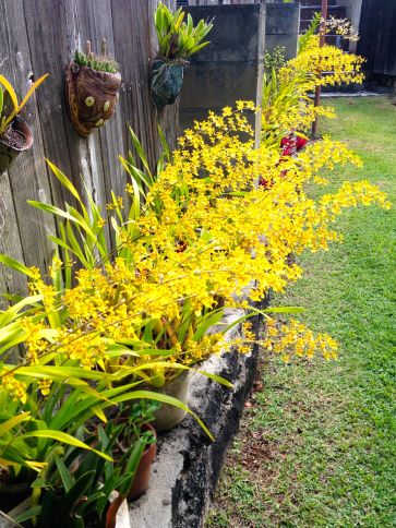 A Profusion of Orchids in my Spiritual Director's backyard
