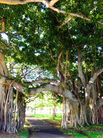 banyan tree arching over the Kapiolani Park walking path