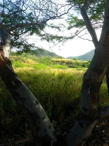 Looking inland toward Mahapuu Head