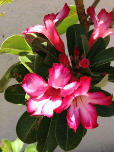 Little Flowers seen on my morning jog