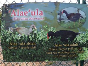 A brand new sign about the endangered Alae'ula bird.