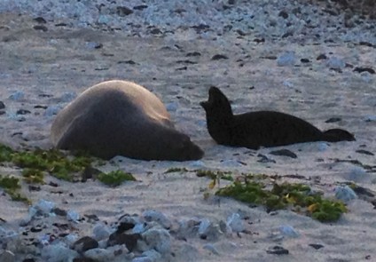 Mommy Monk Seal and Baby