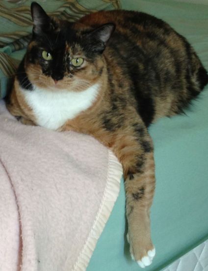 Katrina, Mom's faithful watch cat