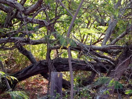 An old photo of my neighborhood wilderness area