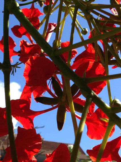 looking up through a royal poinciana tree