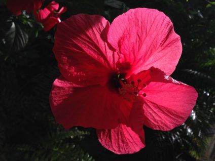 hibiscus in dark and light
