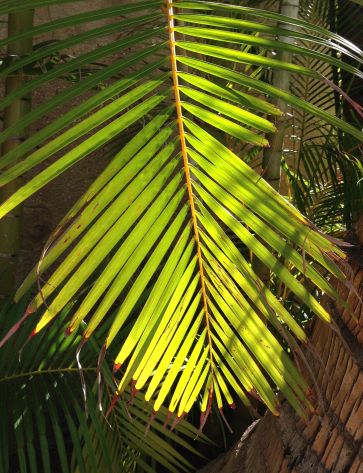 Palm branch in the sunlight