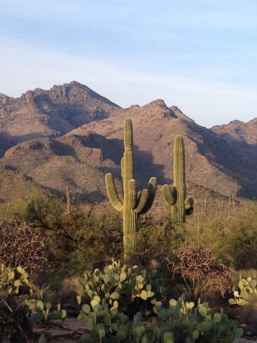 looking north in Saguaro National Park