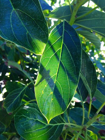 a leaf seen on a walk