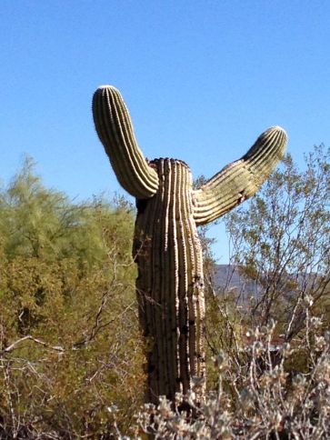 A Saguaro asking WHY?