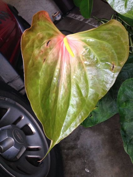 A large but young anthurium 