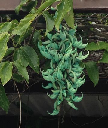Jade vine at the Oahu Country Club