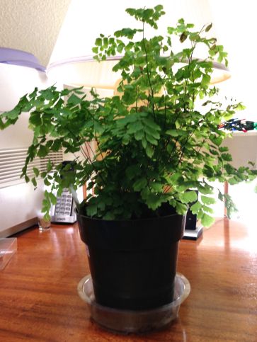 My new maidenhair fern sitting on my desk
