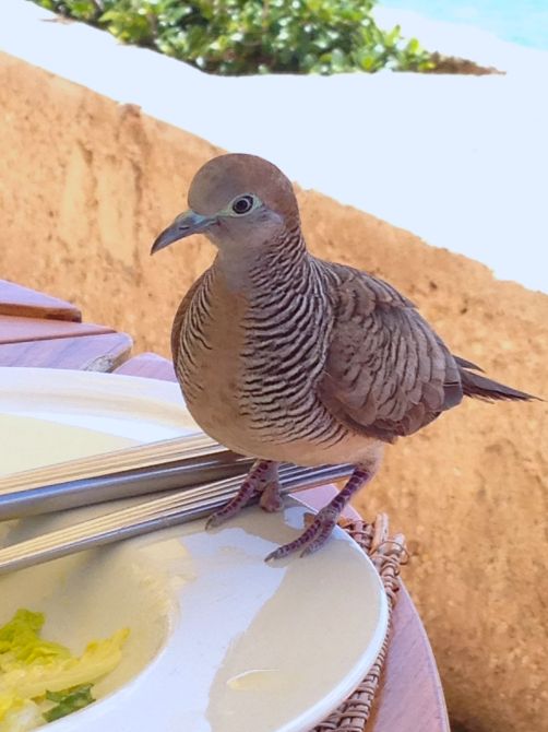 An Unexpected Dove arrives at lunch