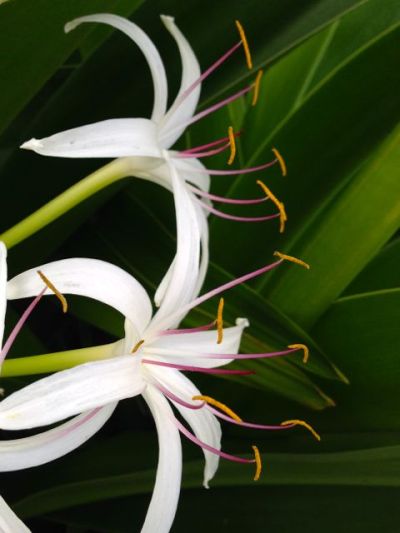 spider lilies on my morning jog with Kit