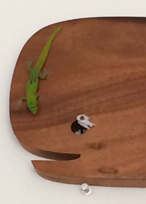 A green gecko appeared yesterday on my wall