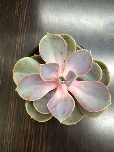 A small succulent at our dinner table