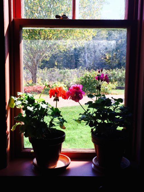Geraniums in the window of Anne of Green Gables "home"
