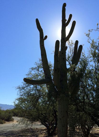 aguaro and turn in the road