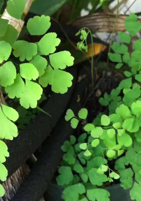 maidenhair fern in my front garden